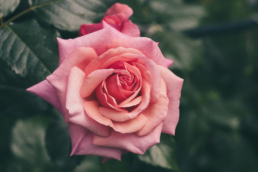 Aloha rose