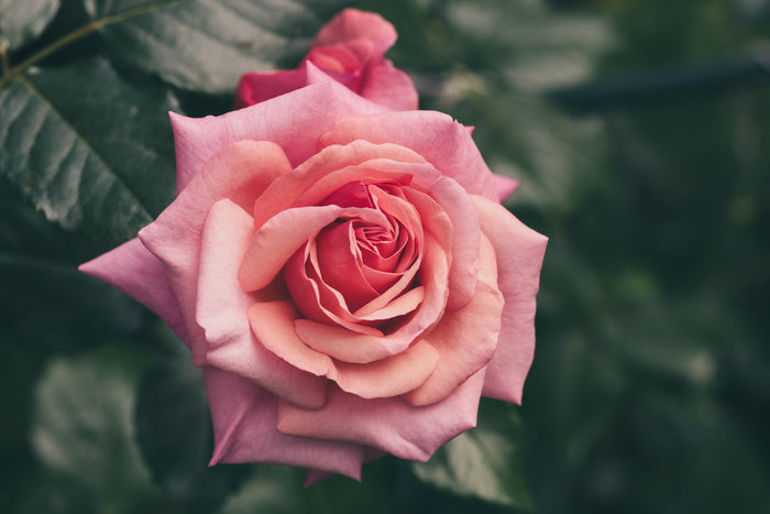 Aloha rose