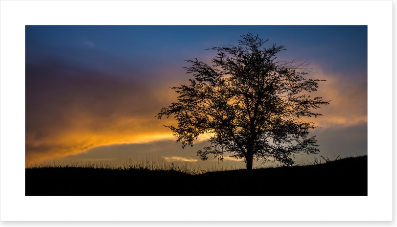 Trees