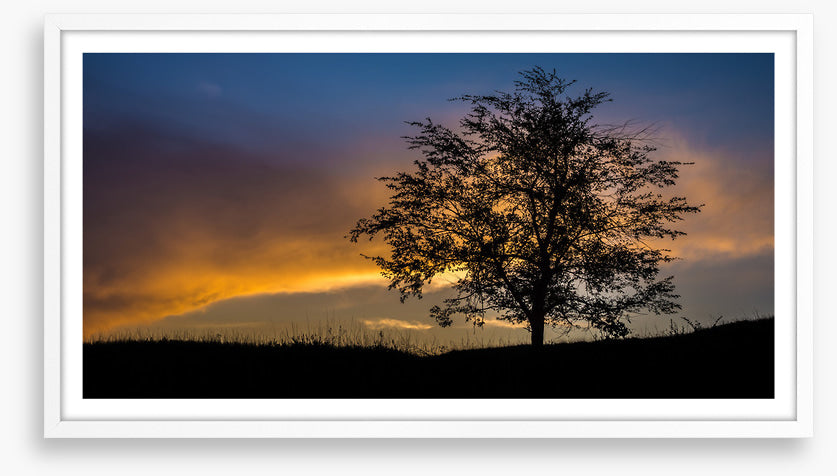 Trees