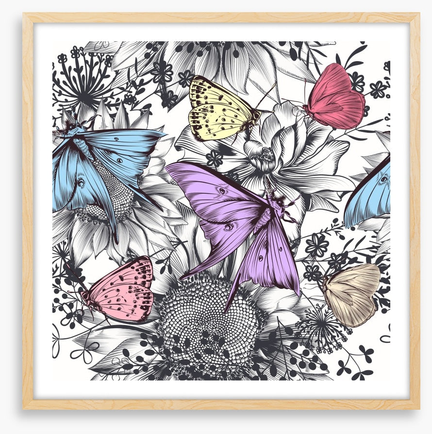 Butterflies