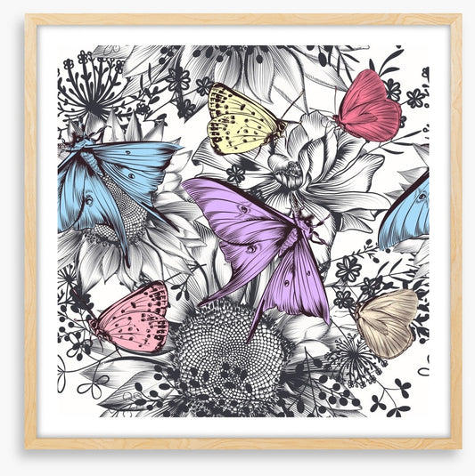 Butterflies