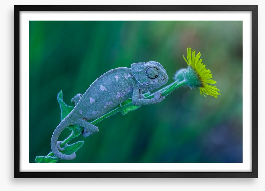 Reptiles / Amphibian