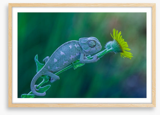 Reptiles / Amphibian