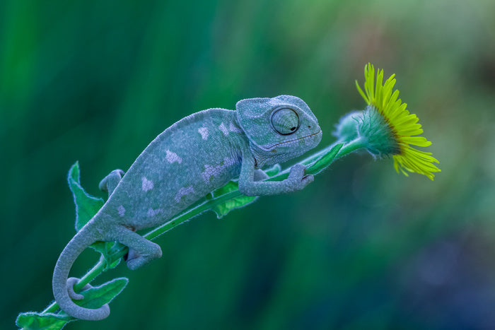 Reptiles / Amphibian