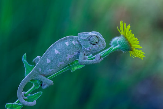 Reptiles / Amphibian