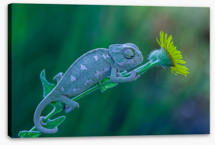 Reptiles / Amphibian