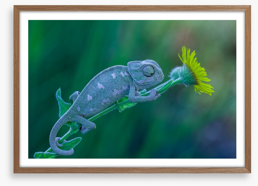 Reptiles / Amphibian