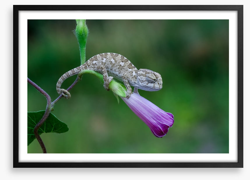 Reptiles / Amphibian