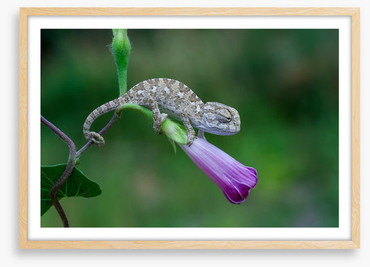 Reptiles / Amphibian