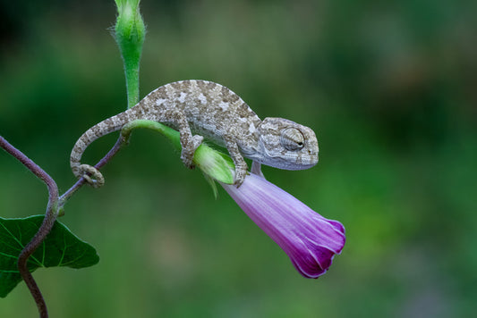 Reptiles / Amphibian