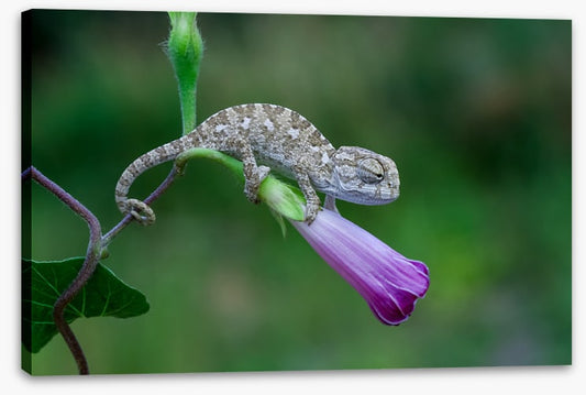 Reptiles / Amphibian