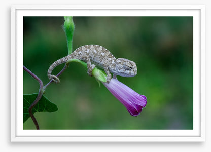 Reptiles / Amphibian