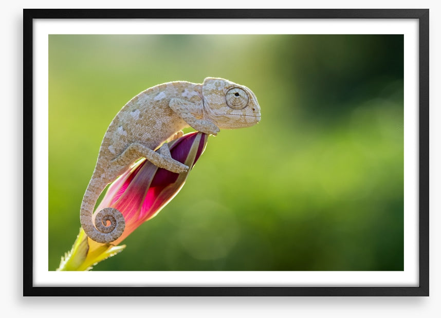 Reptiles / Amphibian