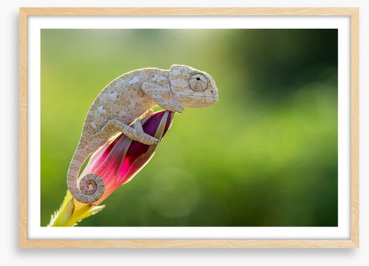 Reptiles / Amphibian