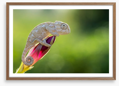 Reptiles / Amphibian