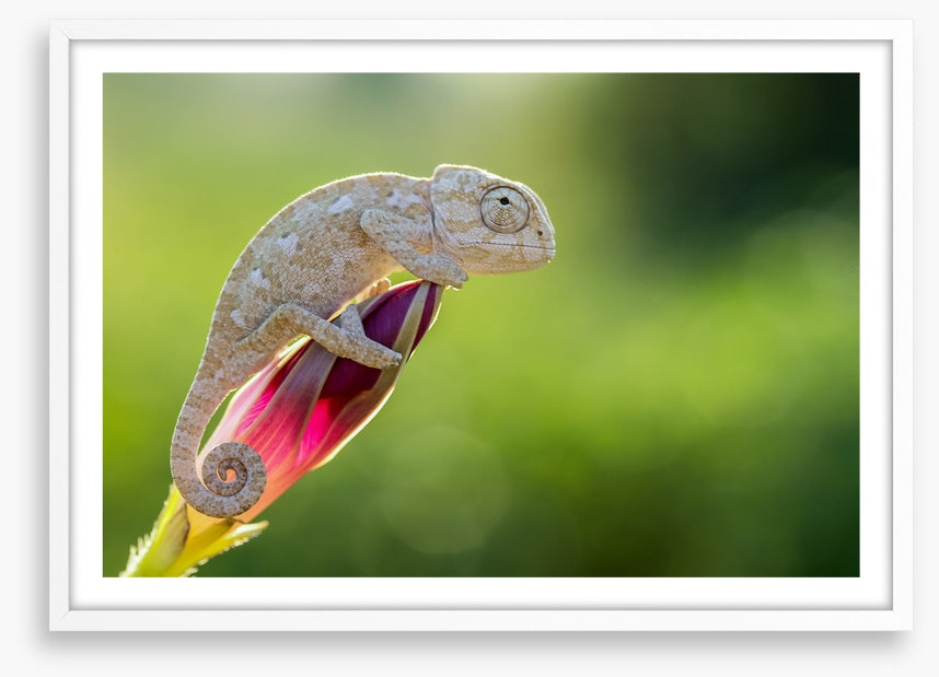 Reptiles / Amphibian