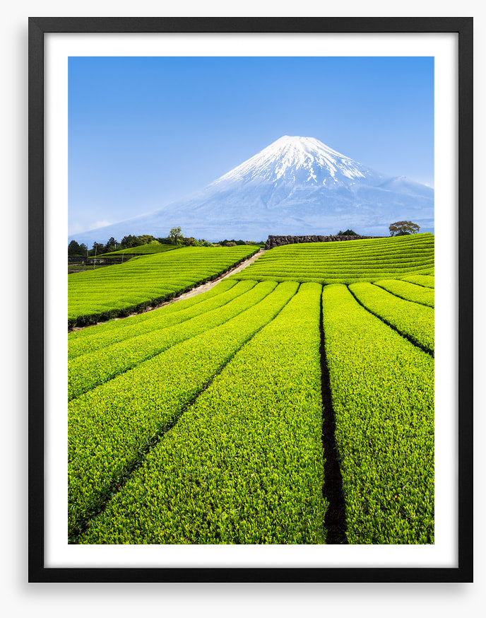 Shizuoka tea fields