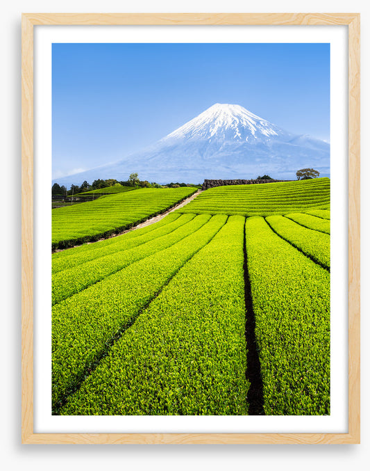 Shizuoka tea fields