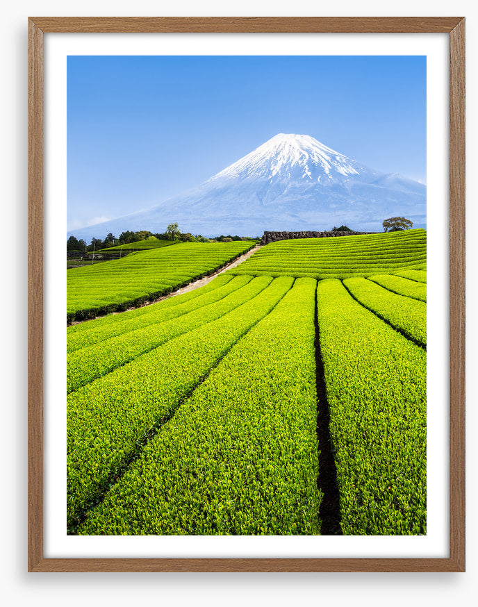 Shizuoka tea fields