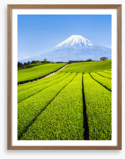Shizuoka tea fields
