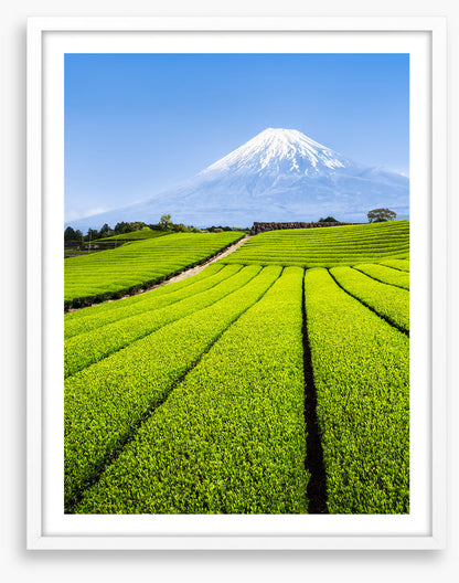 Shizuoka tea fields