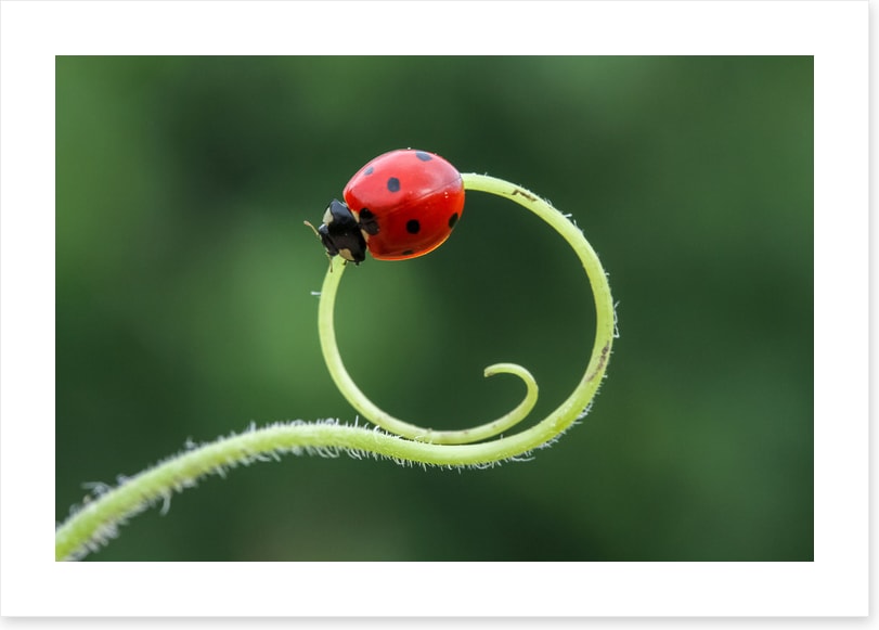 Insects