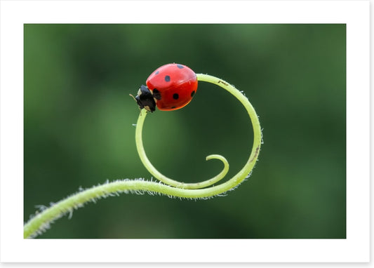 Insects