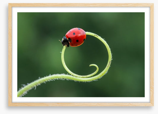 Insects
