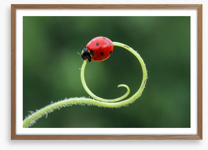 Insects