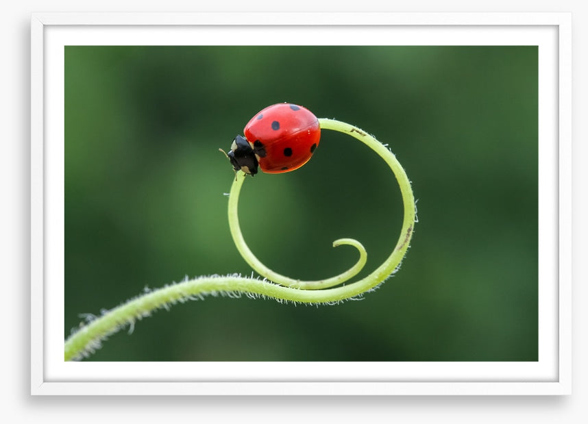 Insects