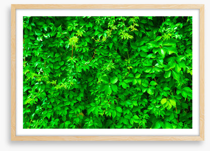 Leaves