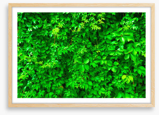 Leaves