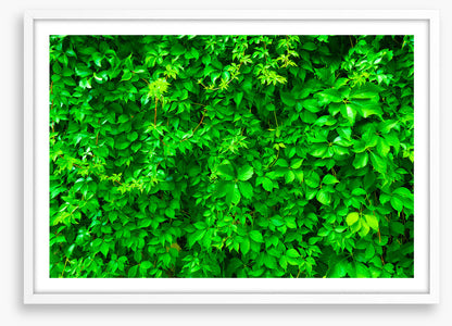 Leaves