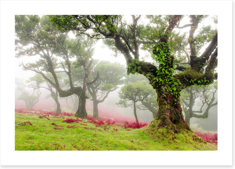 Trees
