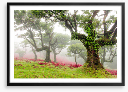 Trees
