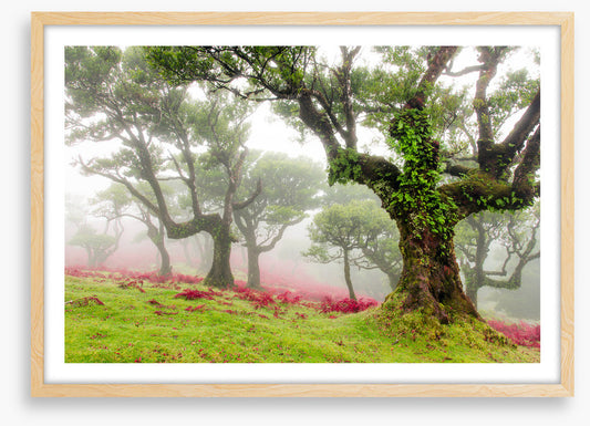 Trees