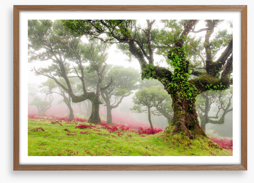Trees