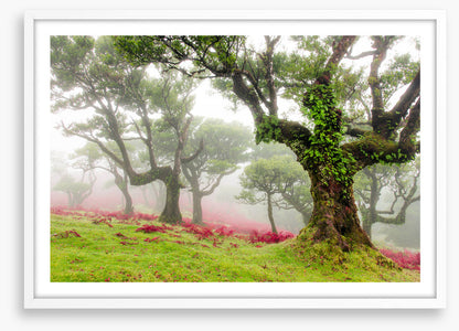 Trees