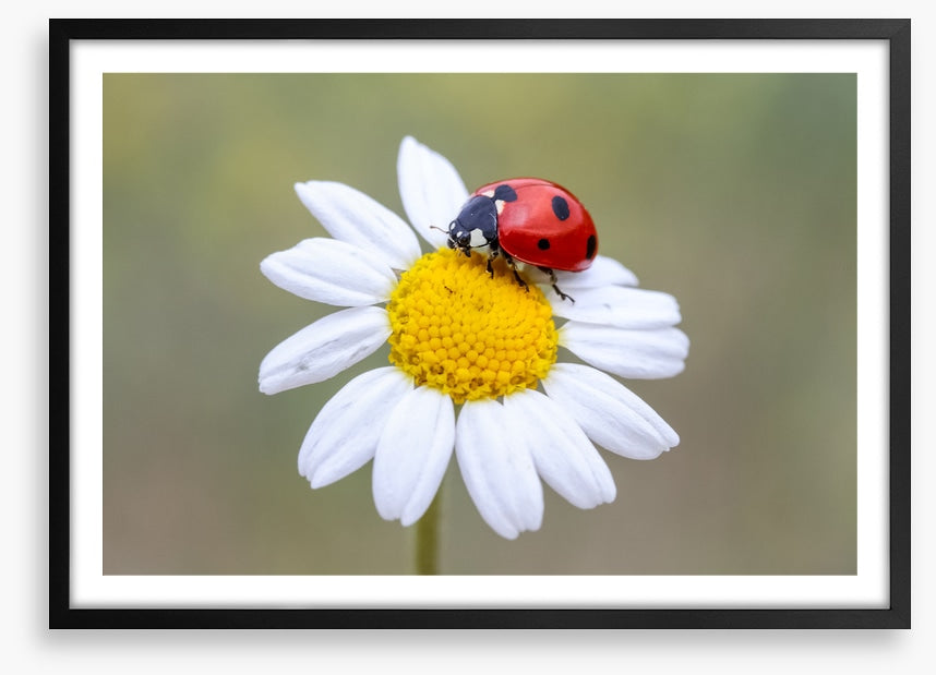 Insects