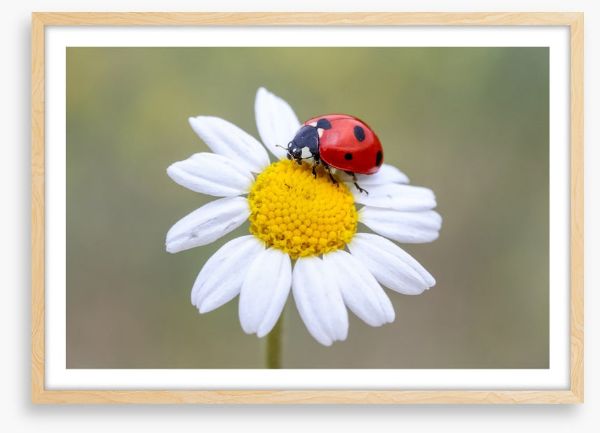 Insects