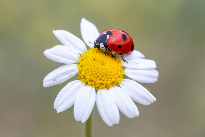 Insects