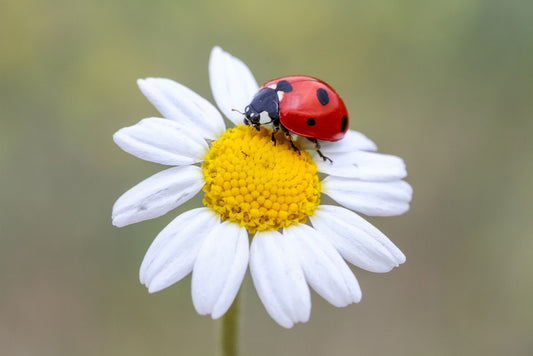 Insects