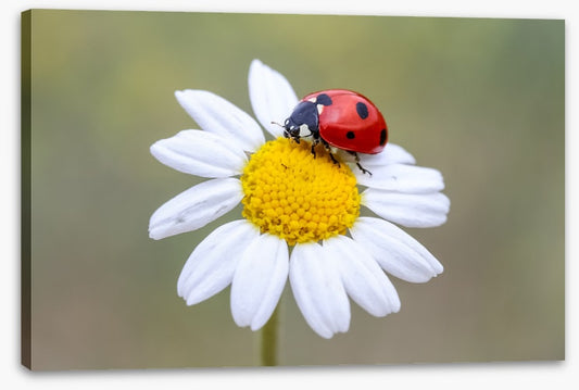 Insects