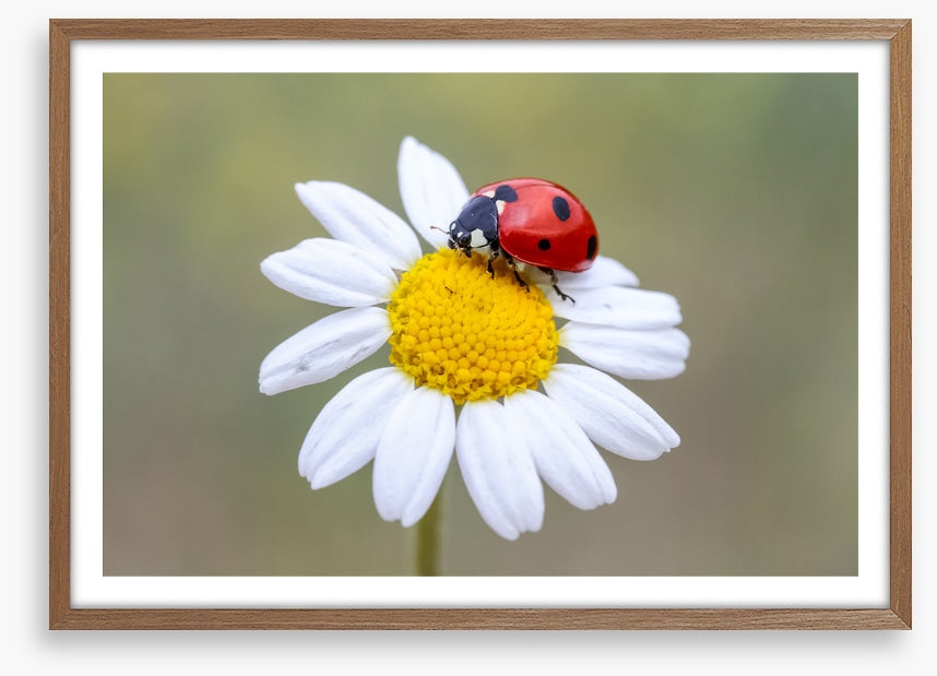 Insects
