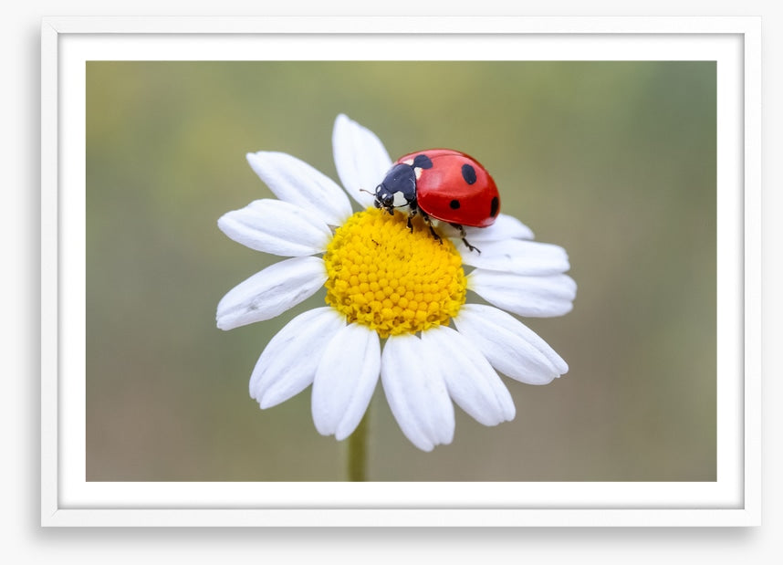 Insects