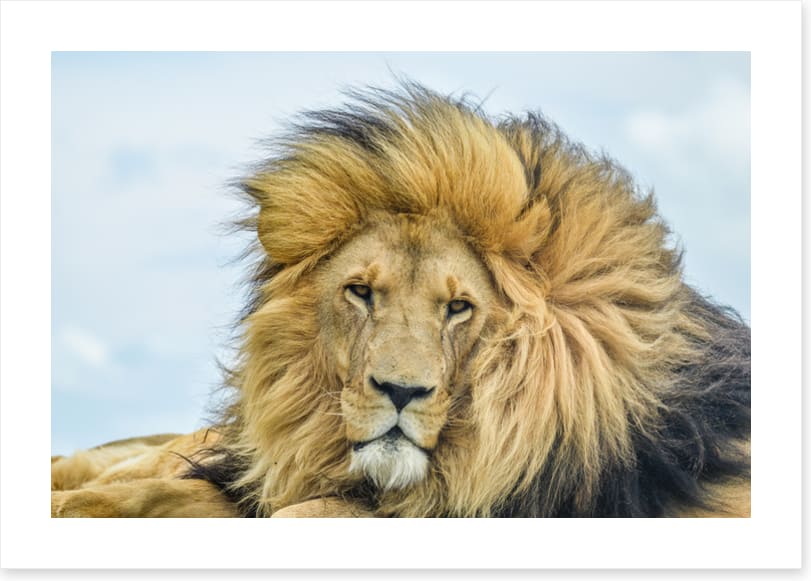 His Highness