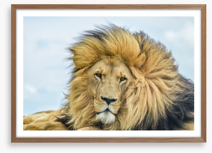 His Highness
