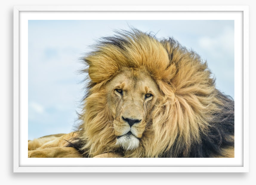 His Highness
