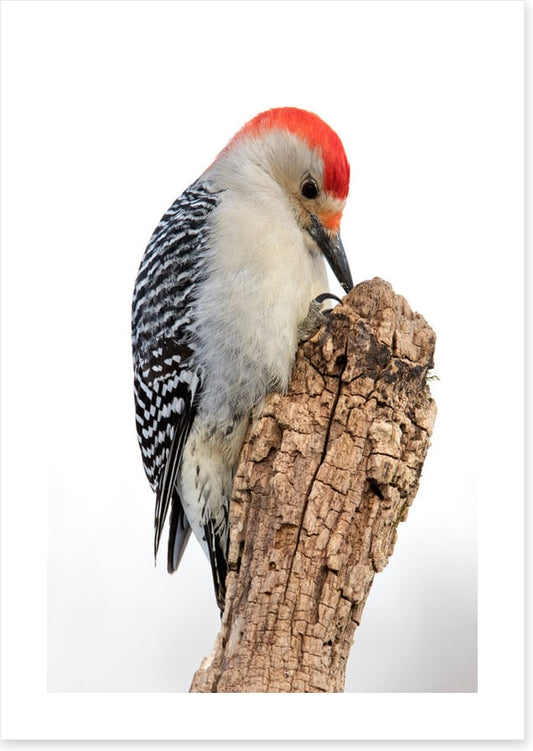 Red-bellied woodpecker